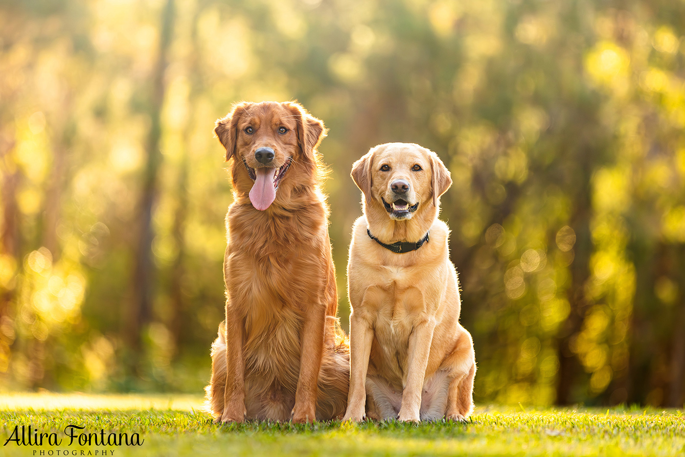 Summer, Wattle and Kai's session at Castle Hill Heritage Park