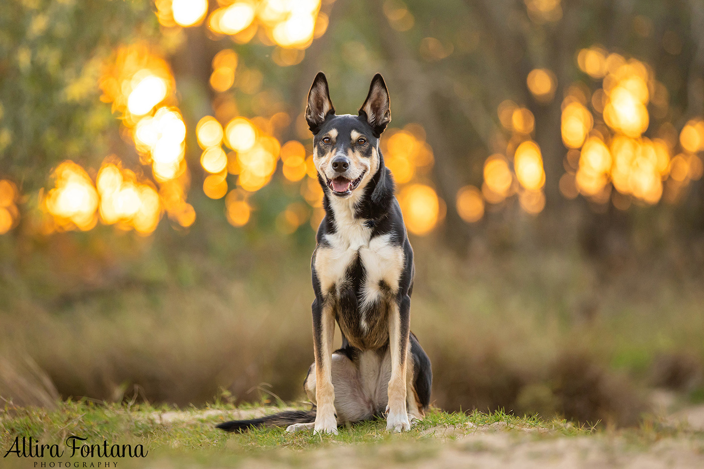 Janina, Ruby and Alfie's photo session at Macquarie Park