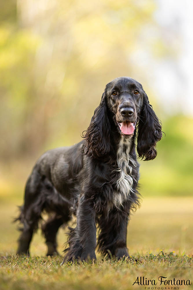 Dawnus Kennels photo session at Rouse Hill Regional Park