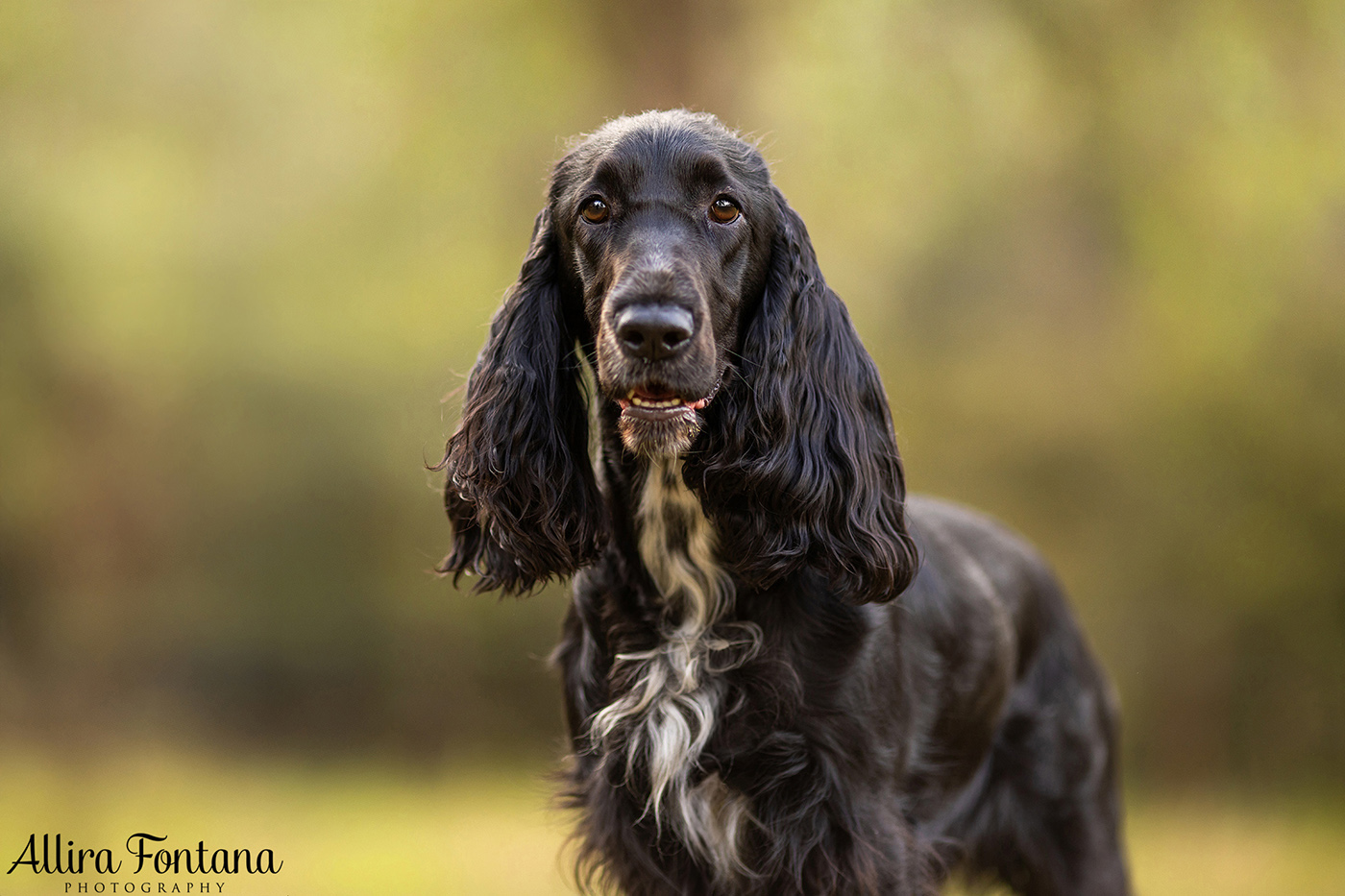 Dawnus Kennels photo session at Rouse Hill Regional Park