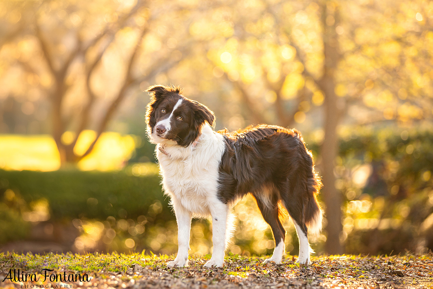 Dane, Maria and Jade's photo session at Fagan Park