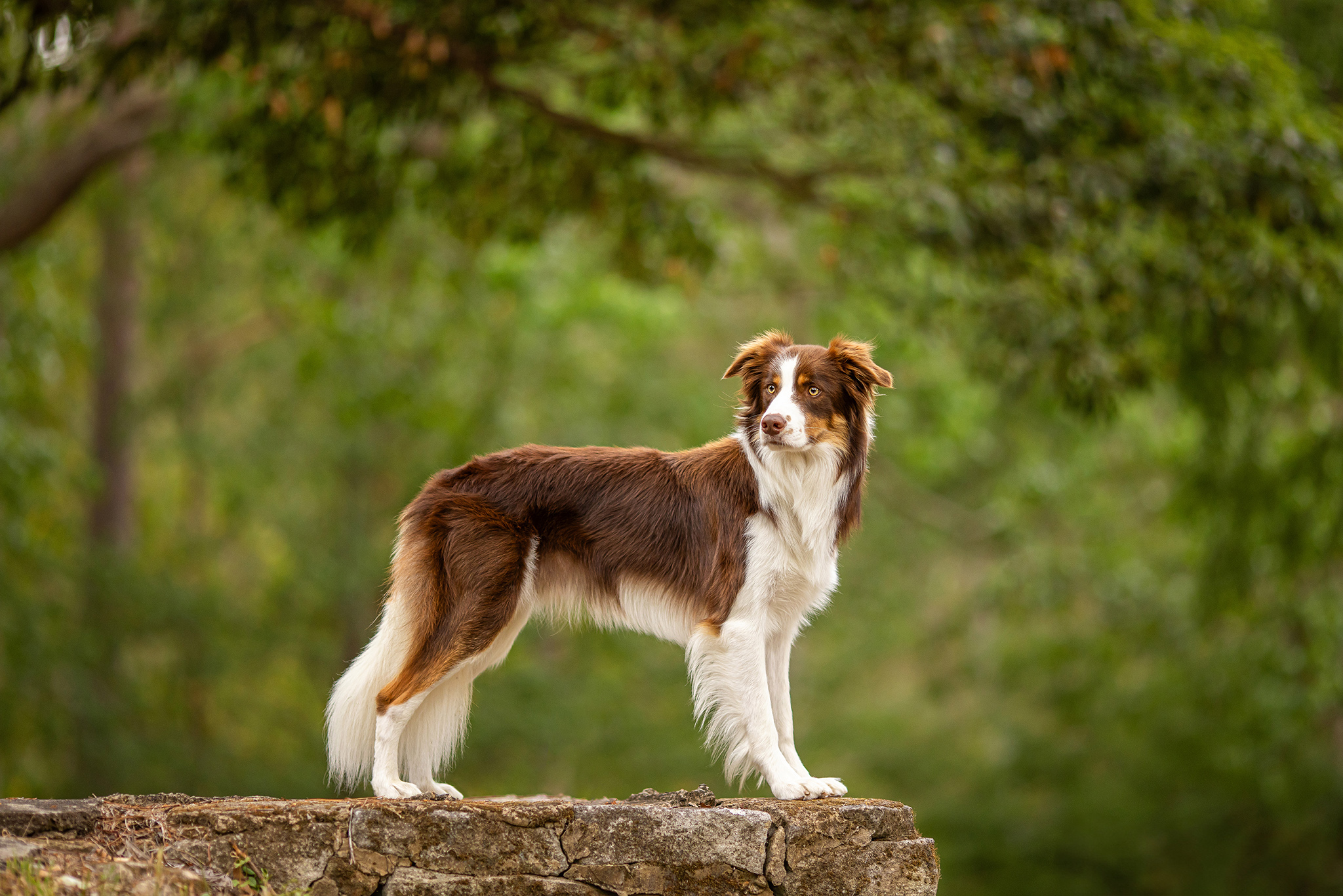 How do I prepare my dog for a photo session?