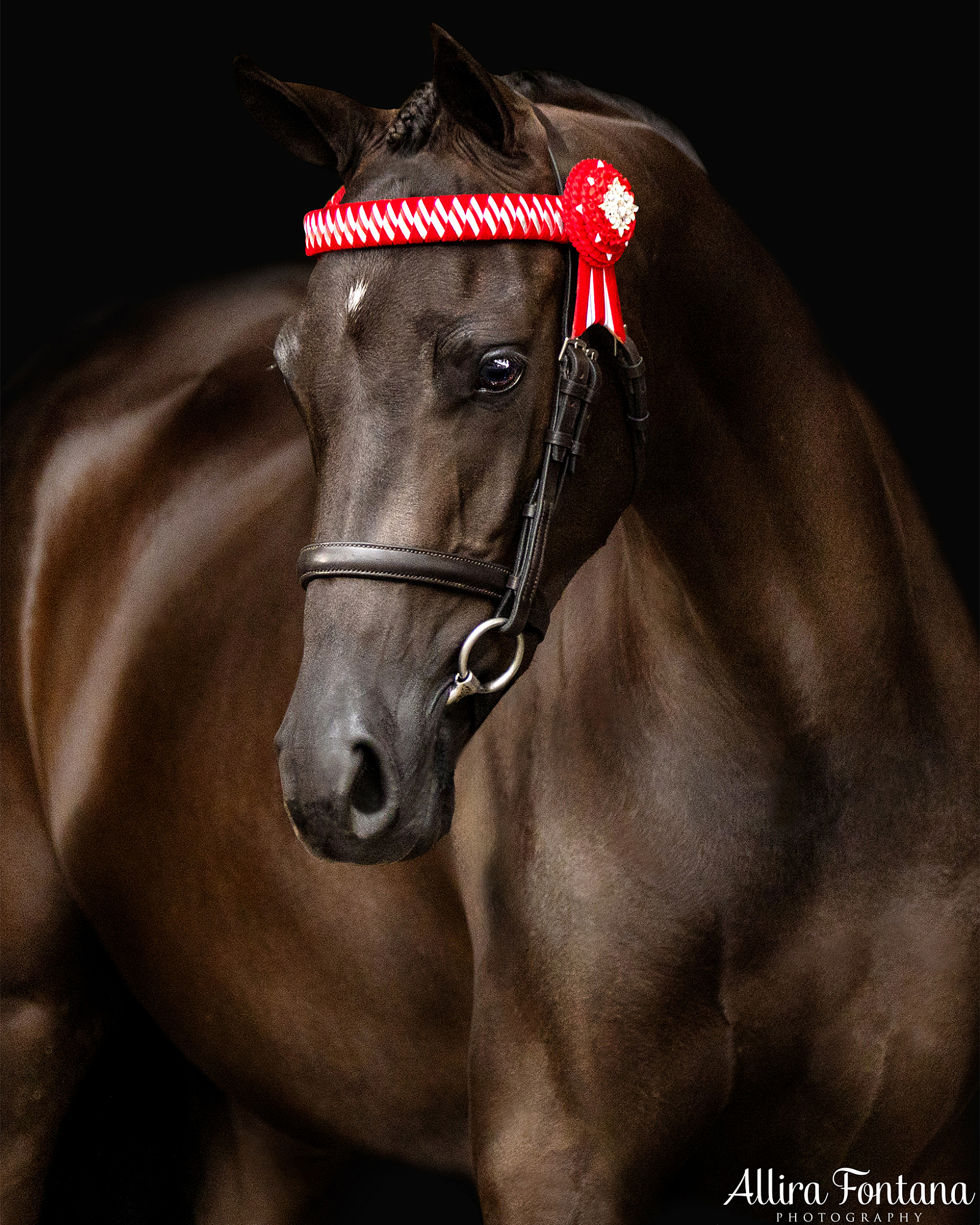 2025 Sydney Royal black background sessions | _A020135.jpg