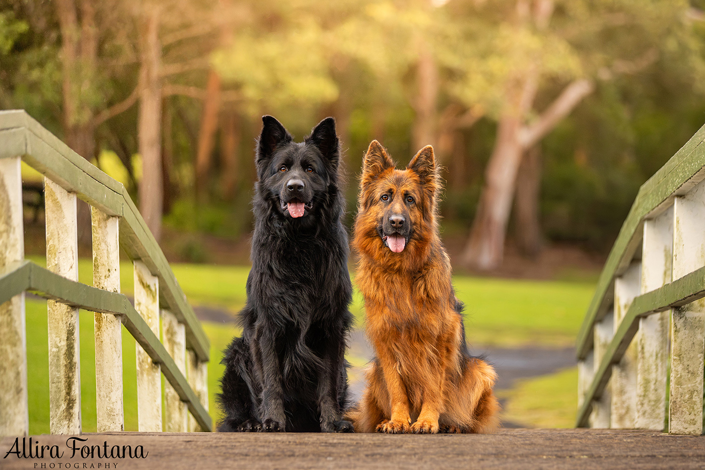Matteo and A'ishia's photo session at Fagan Park