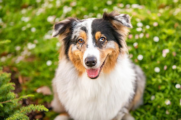 10 Tips for Spring Photos with Your Dog