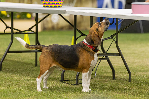 Sydney Royal Scent Work 7th April 2026