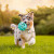 3 things I wish every dog owner knew before their photo session