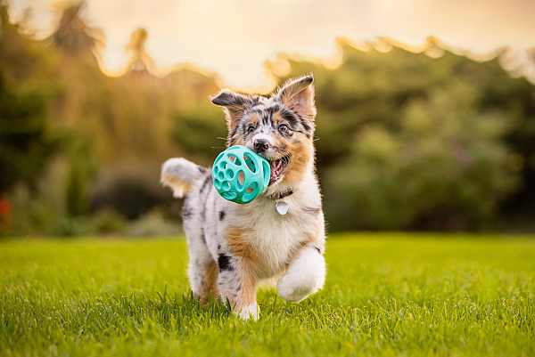 3 things I wish every dog owner knew before their photo session