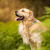 Why your dog doesn't need to look at the camera for beautiful photos
