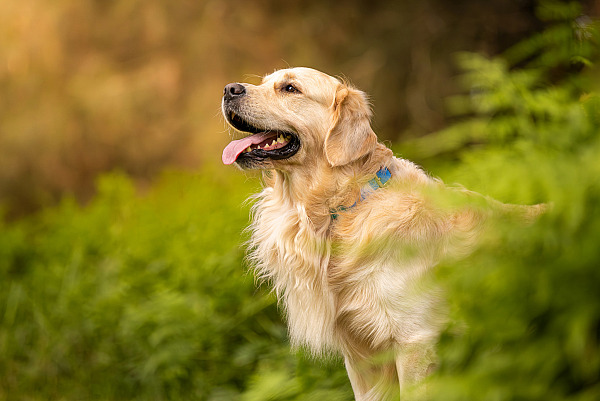 Why your dog doesn't need to look at the camera for beautiful photos