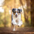 You don't need more photos of your dog, you need these