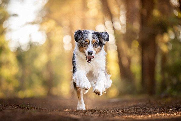 You don't need more photos of your dog, you need these
