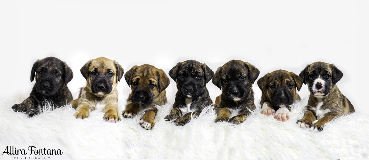 7 puppies.jpg