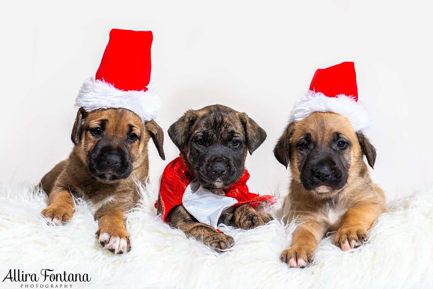 Christmas puppies.jpg