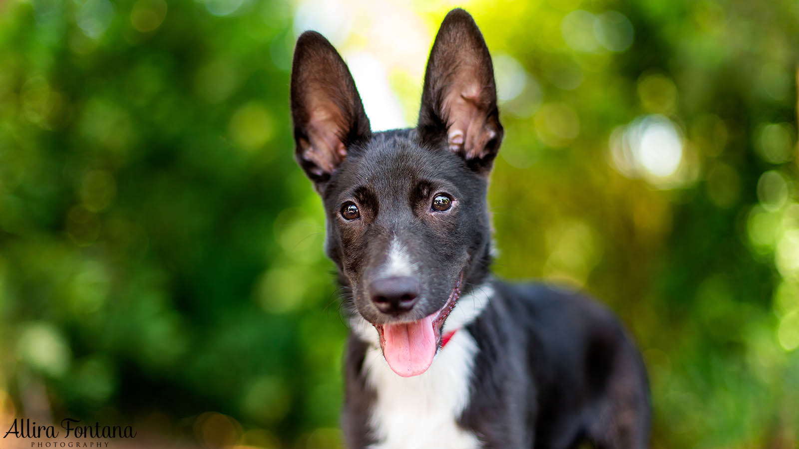 kelpie-border-collie-puppy.jpg