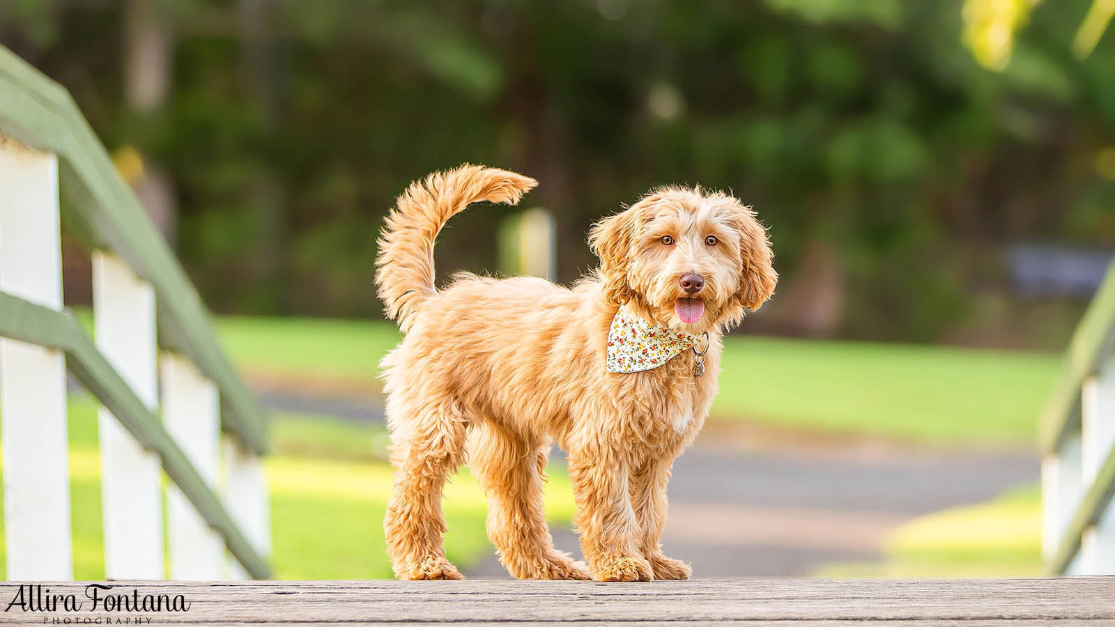 labradoodle-tamaruke-puppy.jpg