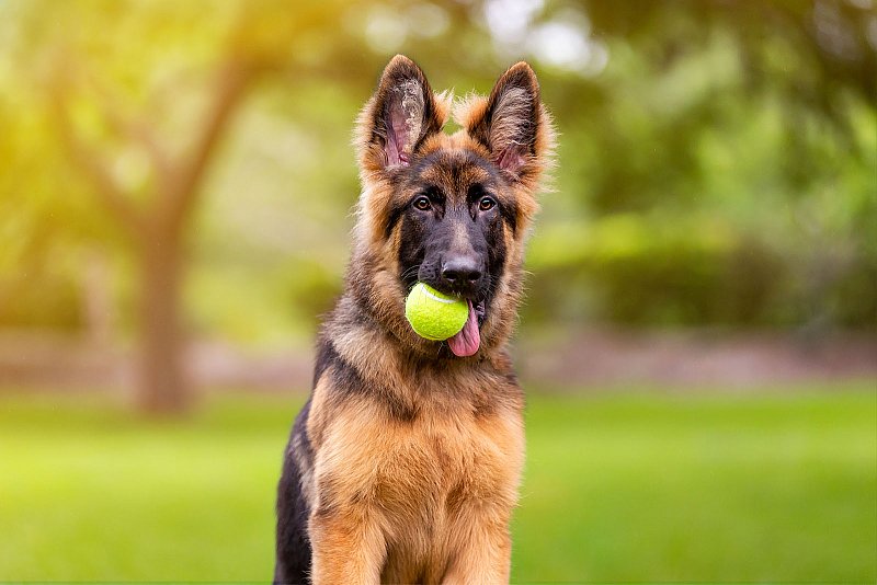 sydney-dog-photographer-german-shepherd-puppy.jpg