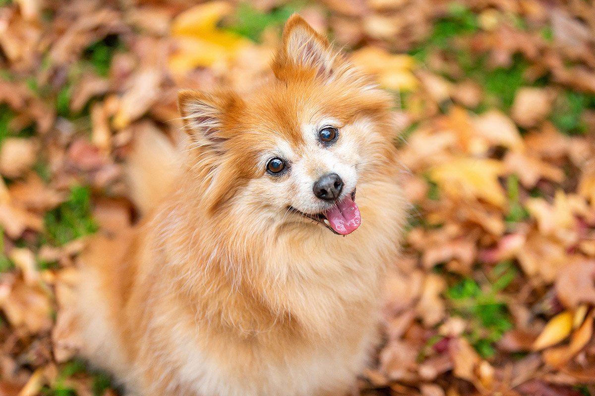 Finnish SPitz.jpg