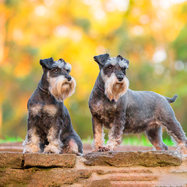 Minty and Tilly.jpg