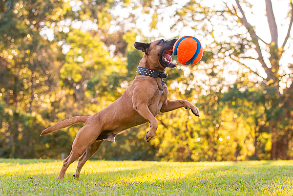 sydney-dog-photographer-shepherd.jpg